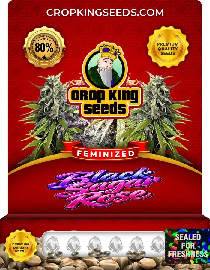 Black Sugar Rose Strain Feminized Seeds