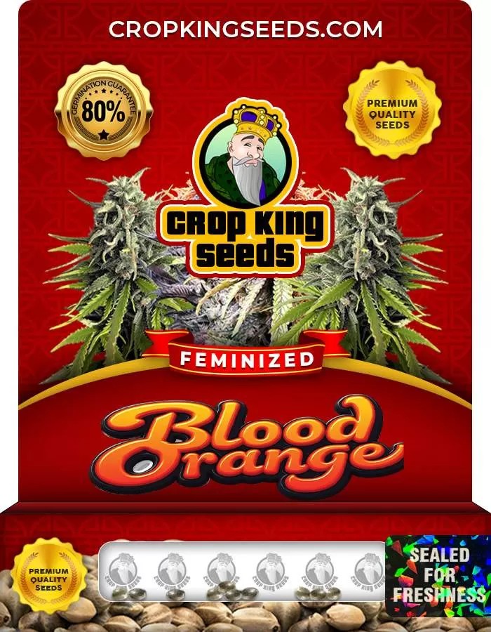 Blood Orange Strain Feminized Marijuana Seeds