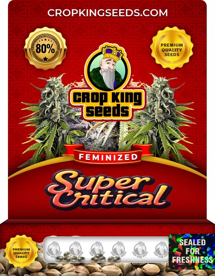 Super Critical Strain Feminized Marijuana Seeds