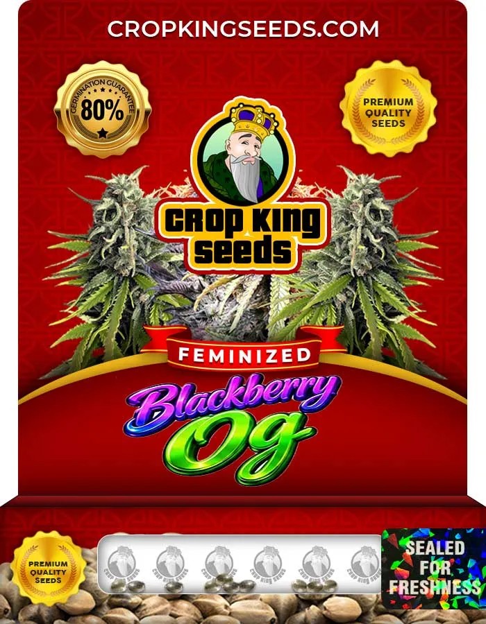 Blackberry Og Strain Feminized Seeds
