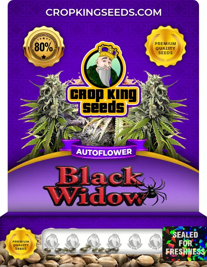Black Widow Strain Autoflowering Marijuana Seeds