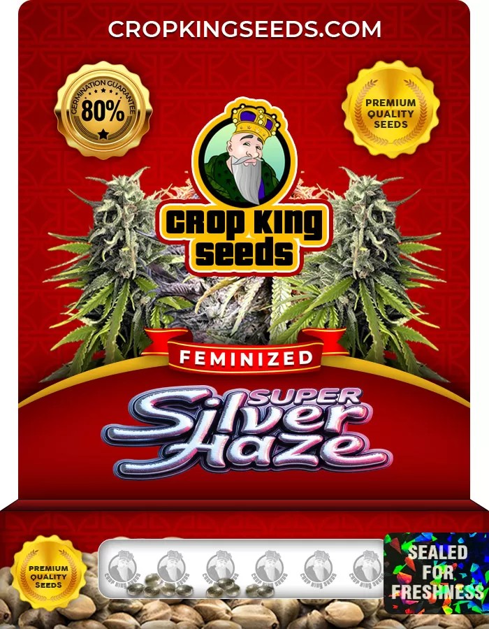 Super Silver Haze Feminized Marijuana Seeds