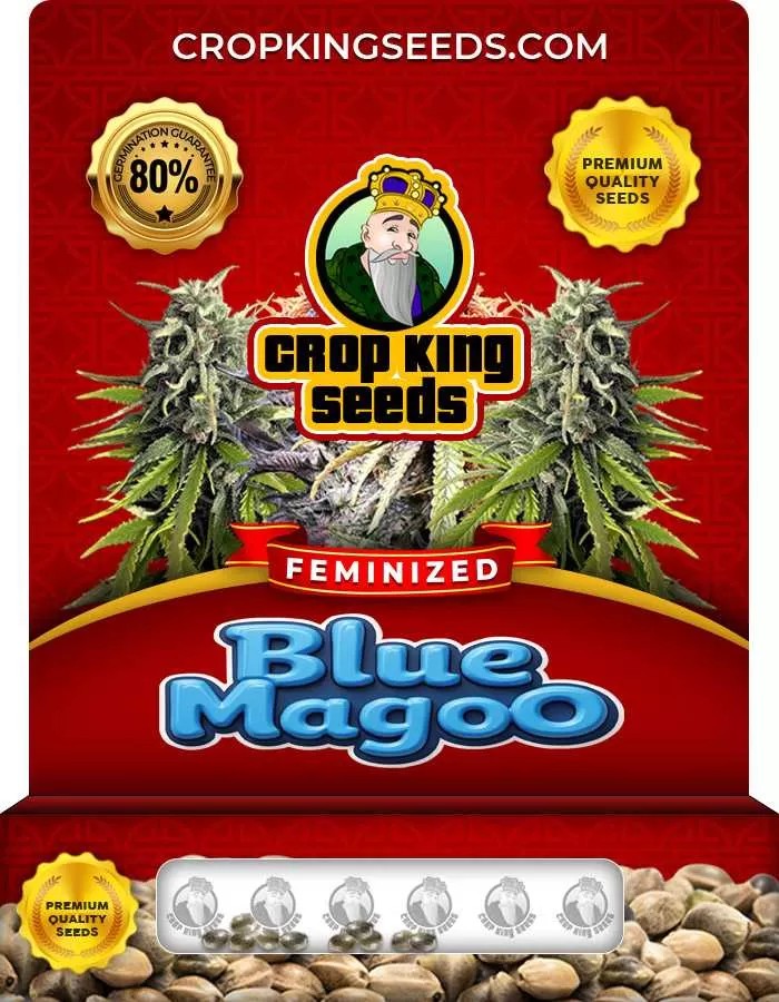Blue Magoo Strain Feminized Marijuana Seeds