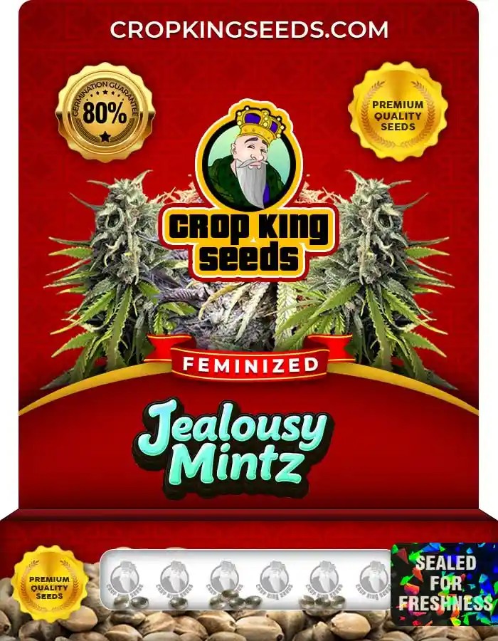 Jealousy Mintz Strain Feminized Marijuana Seeds