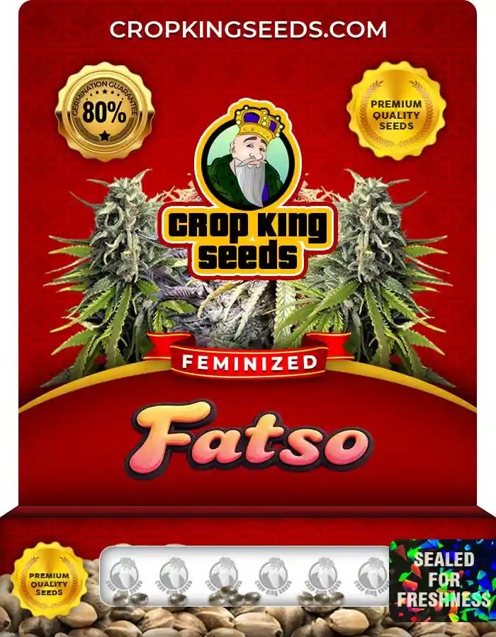 Fatso Strain Feminized Marijuana Seeds