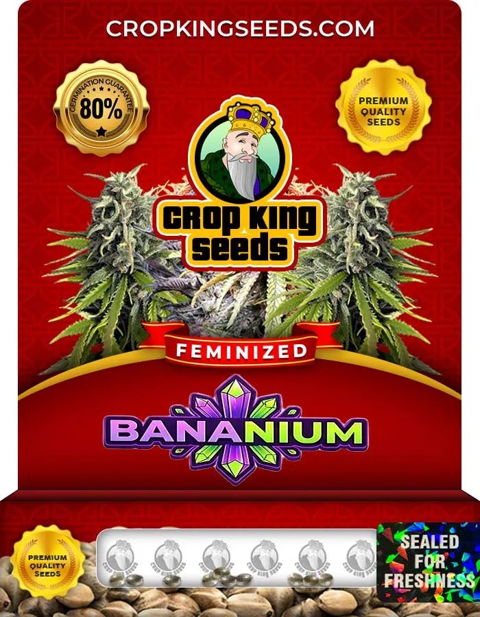 Bananium Strain Feminized Seeds