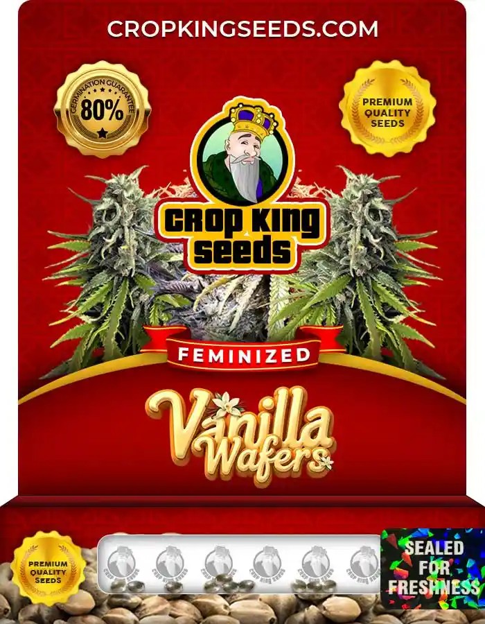 Vanilla Wafers Strain Feminized Marijuana Seeds