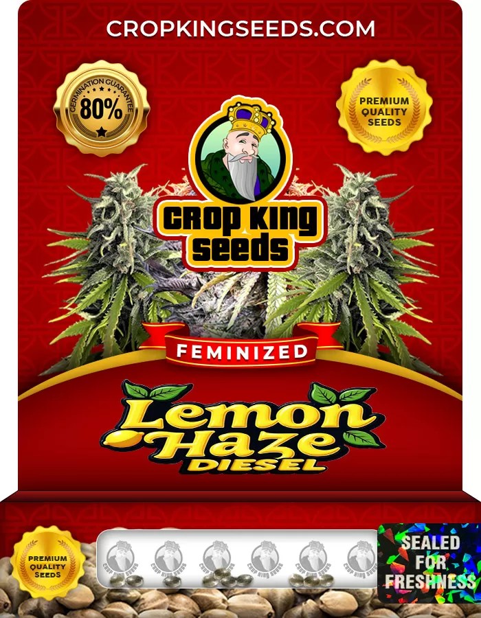 Lemon Haze Diesel Feminized Marijuana Seeds