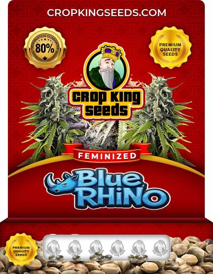 Blue Rhino Strain Feminized Marijuana Seeds