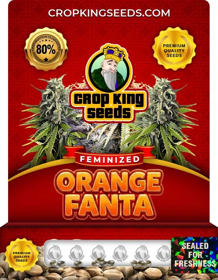 Orange Fanta Strain Feminized Seeds