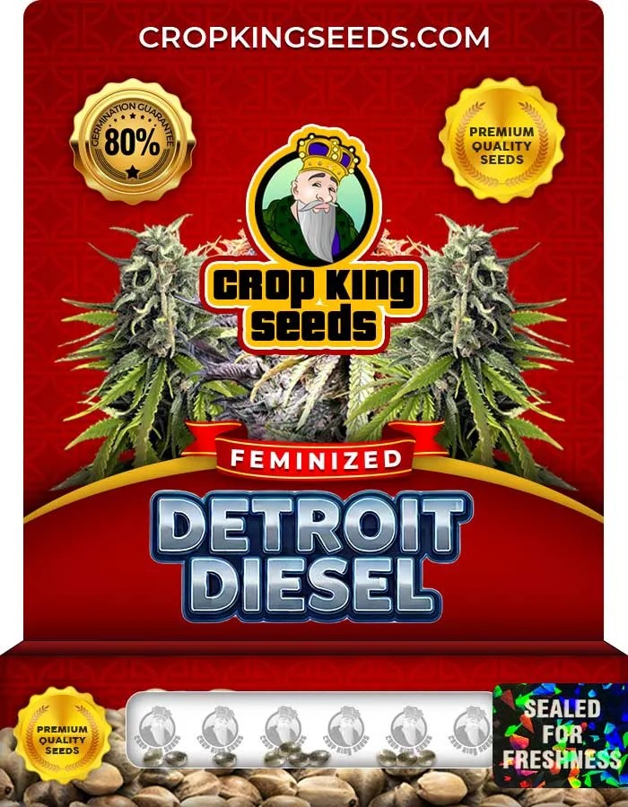 Detroit Diesel Strain Feminized Seeds
