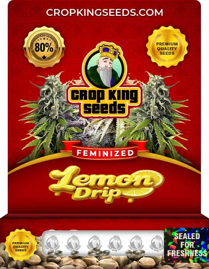 Lemon Drip Strain Feminized Marijuana Seeds