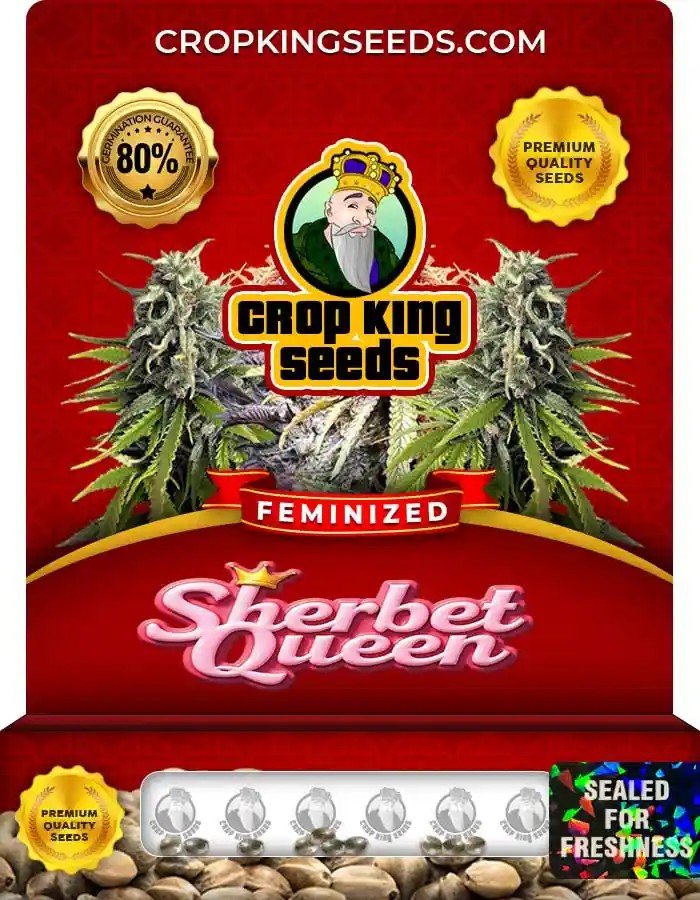 Sherbet Queen Feminized Seeds