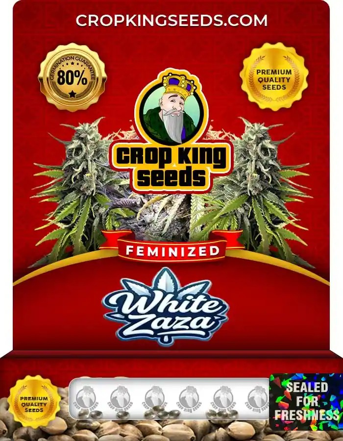 White Zaza Strain Feminized Seeds
