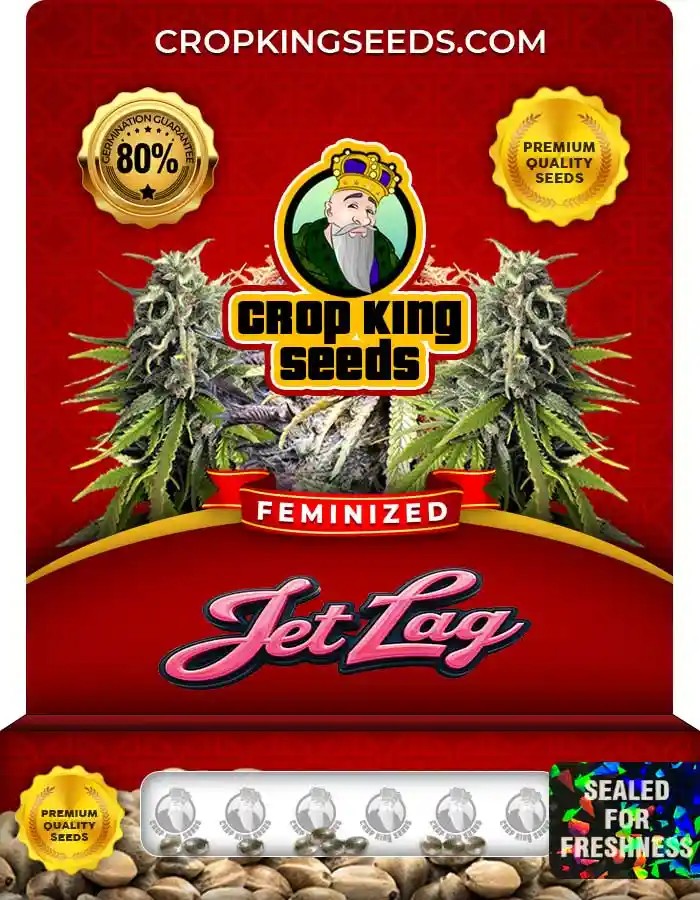 Jet Lag Strain Feminized Marijuana Seeds