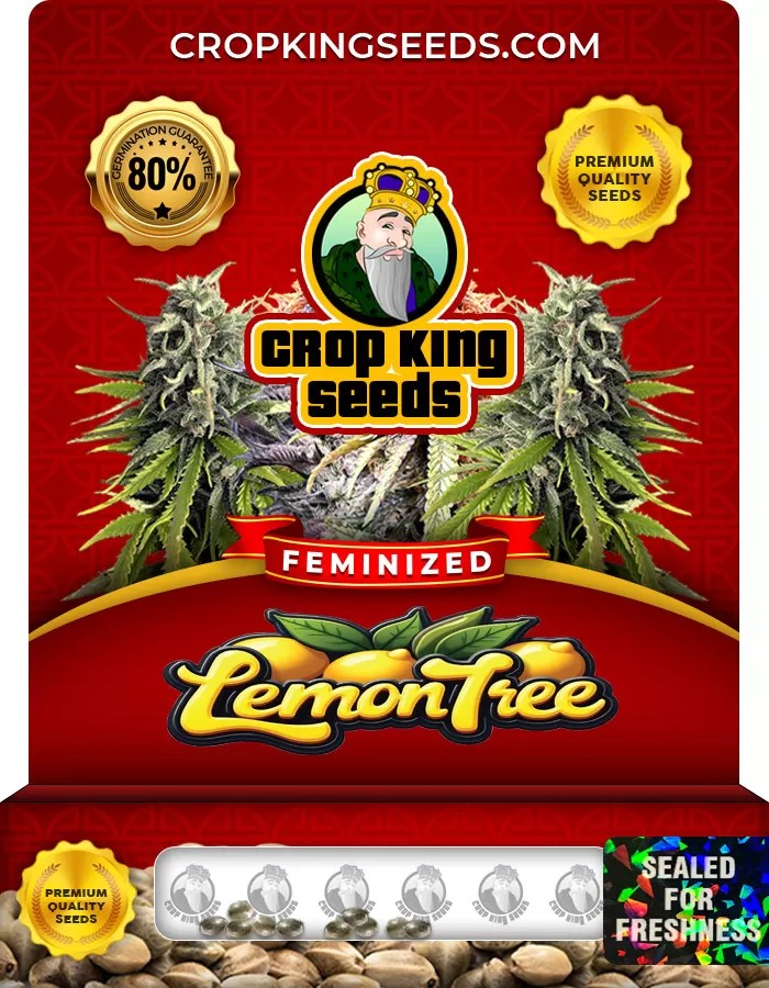 Lemon Tree Feminized Marijuana Seeds