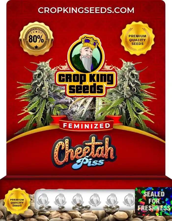 Cheetah Piss Strain Feminized Marijuana Seeds