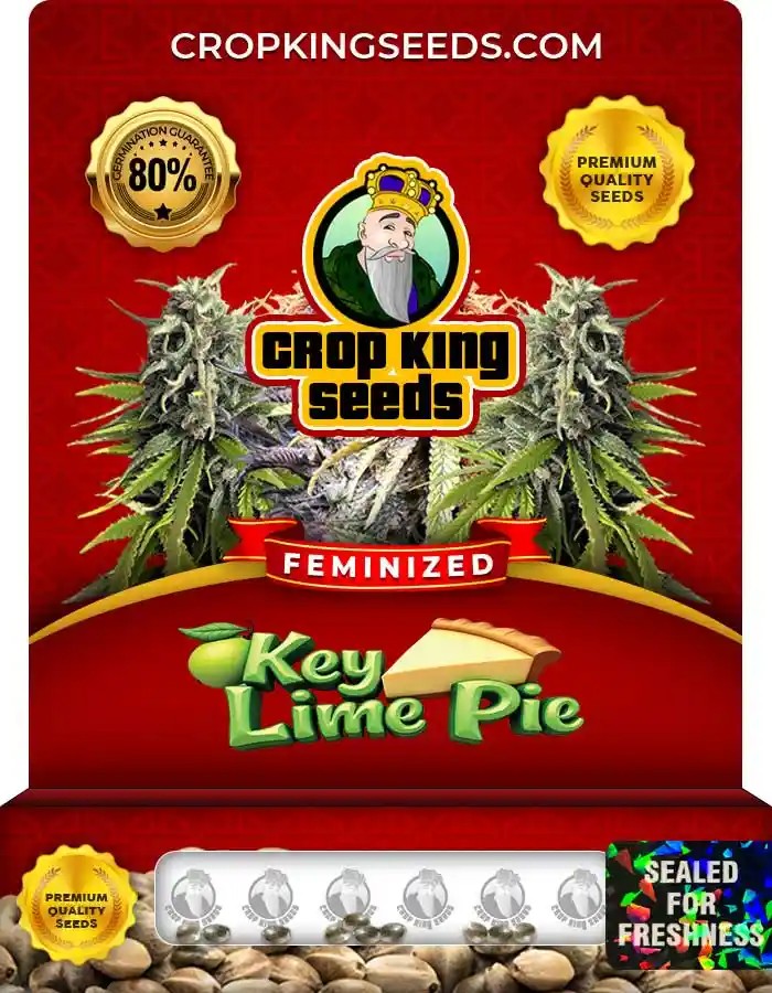 Key Lime Pie Strain Feminized Marijuana Seeds