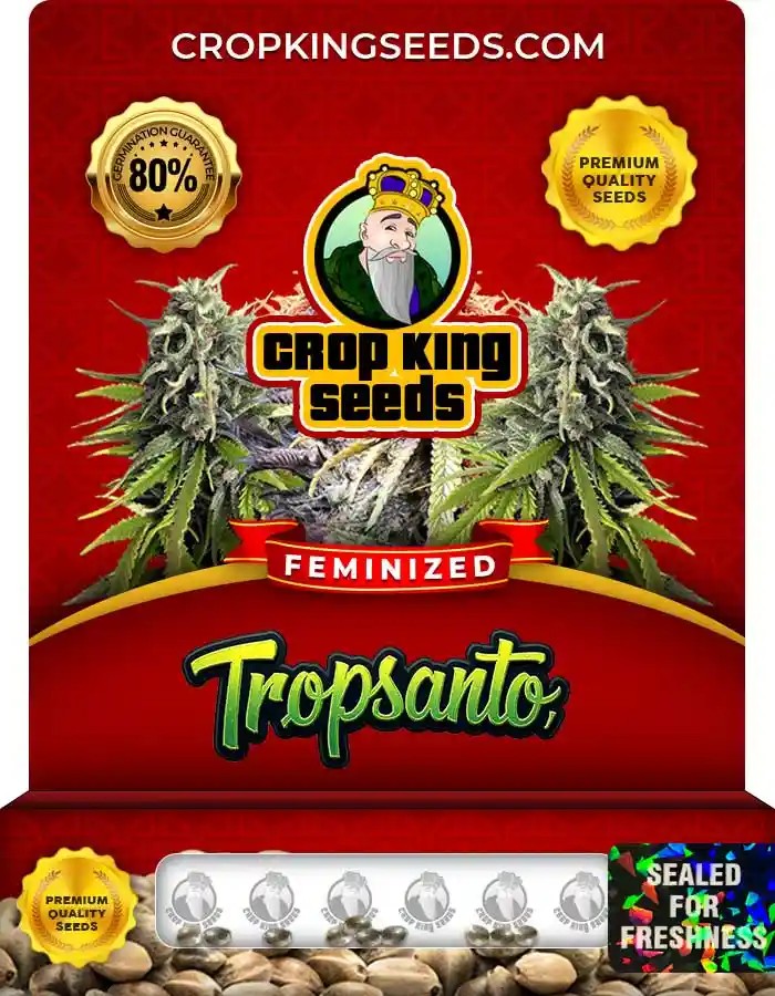 Tropsanto Strain Feminized Marijuana Seeds