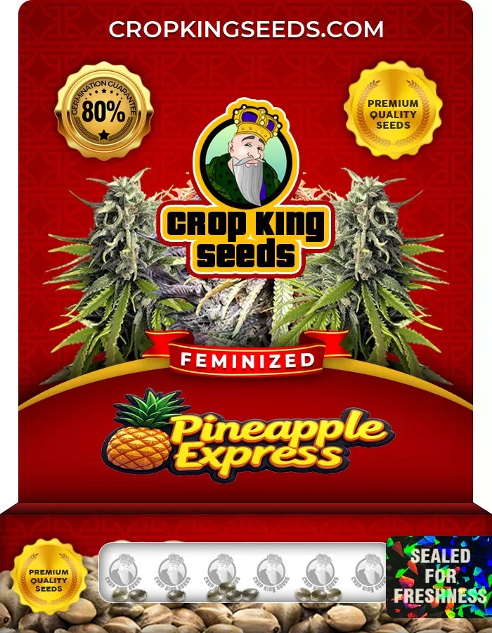 Pineapple Express Feminized Marijuana Seeds