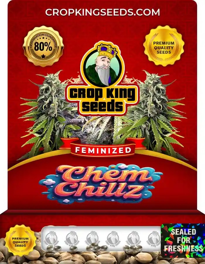 Chem Chillz Strain Feminized Marijuana Seeds