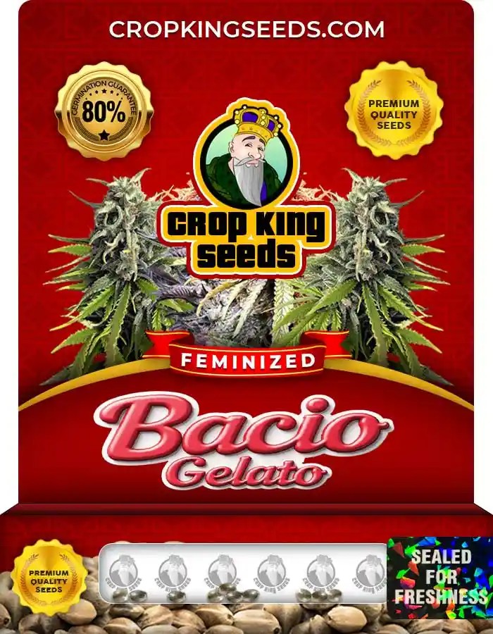 Bacio Gelato Strain Feminized Marijuana Seeds