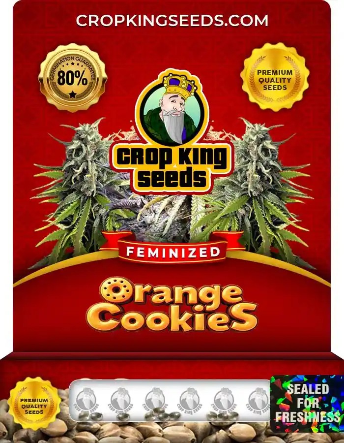 Orange Cookies Strain Feminized Marijuana Seeds