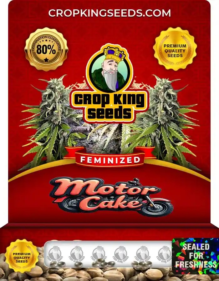 Motor Cake Feminized Seeds