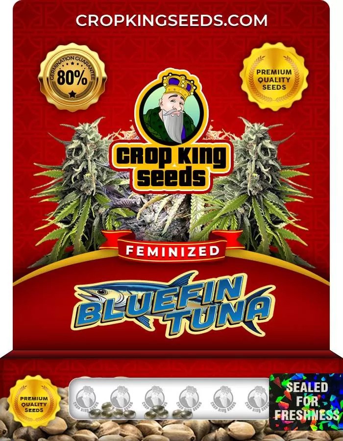 Bluefin Tuna Feminized Seeds