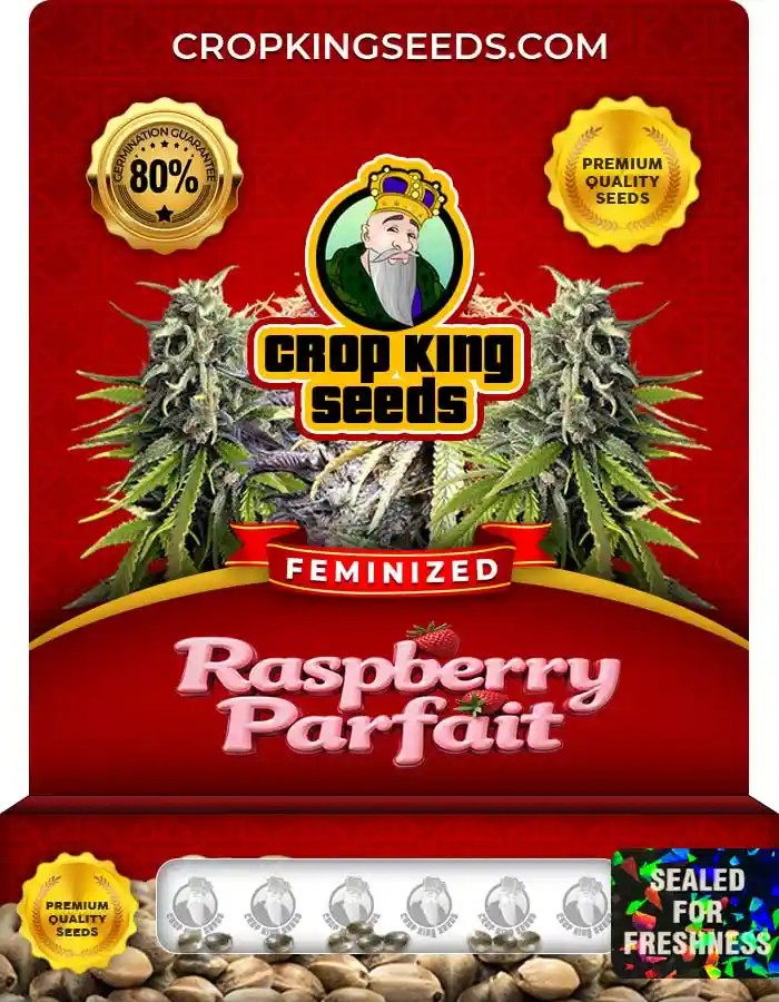 Raspberry Parfait Strain Feminized Marijuana Seeds