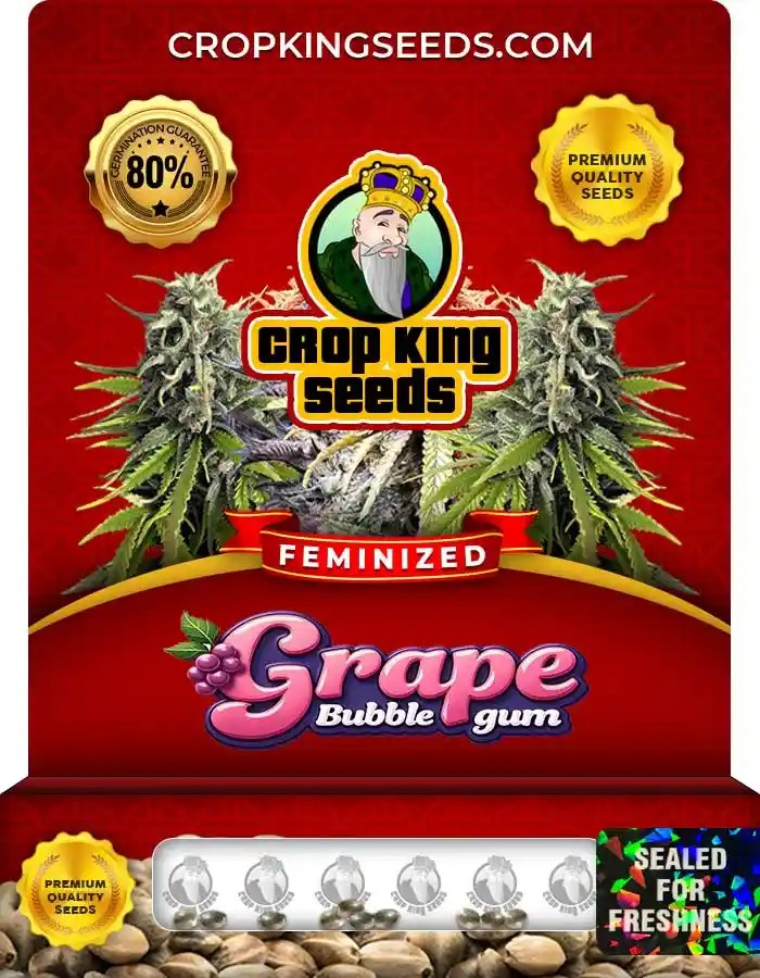 Grape Bubblegum Strain Feminized Marijuana Seeds