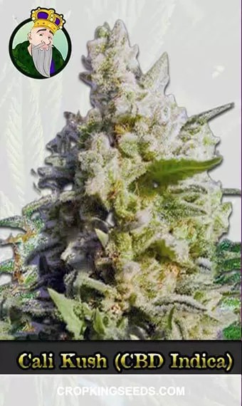 Cali Kush CBD Feminized Cannabis Seeds