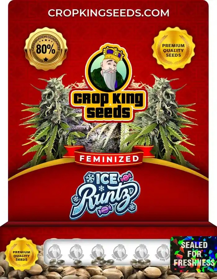Ice Runtz Strain Feminized Marijuana Seeds