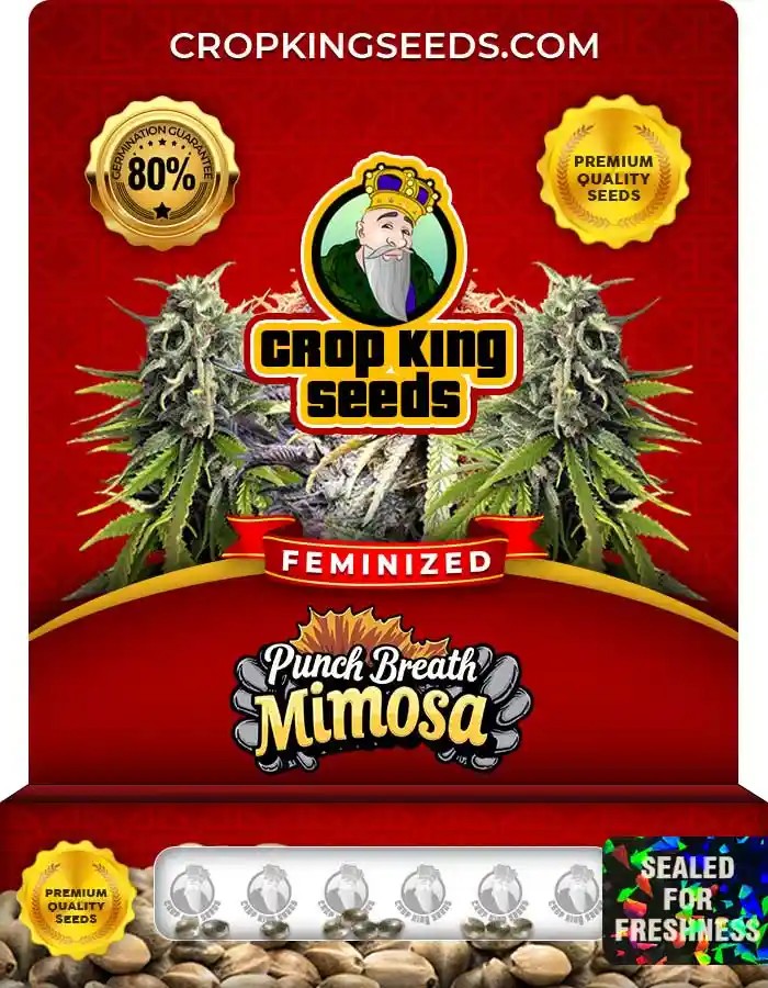 Punch Breath Mimosa Strain Feminized Seeds