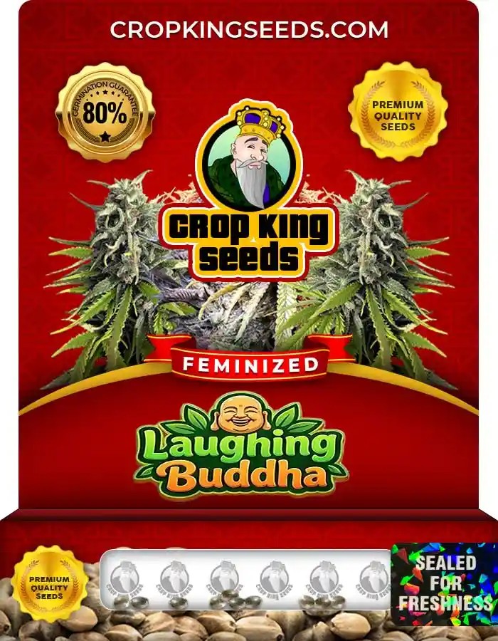 Laughing Buddha Feminized Seeds