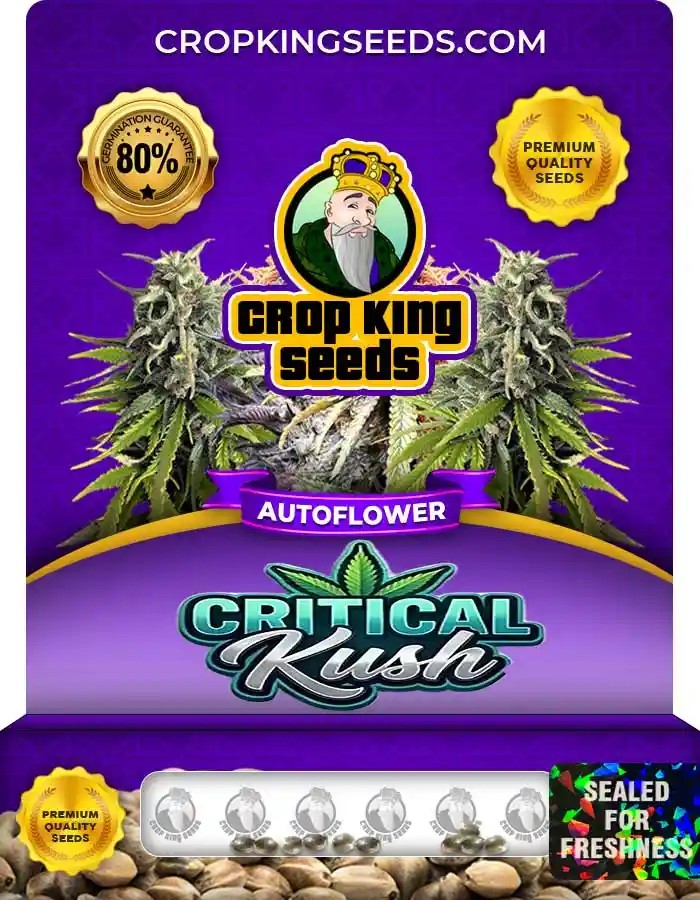 Critical Kush Autoflower Seeds