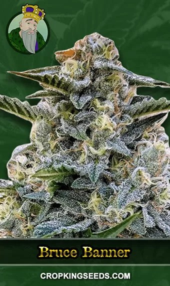 Bruce Banner Strain Regular Marijuana Seeds