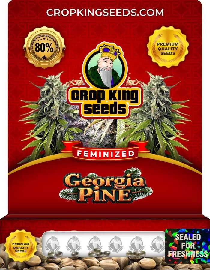 Georgia Pine Feminized Seeds