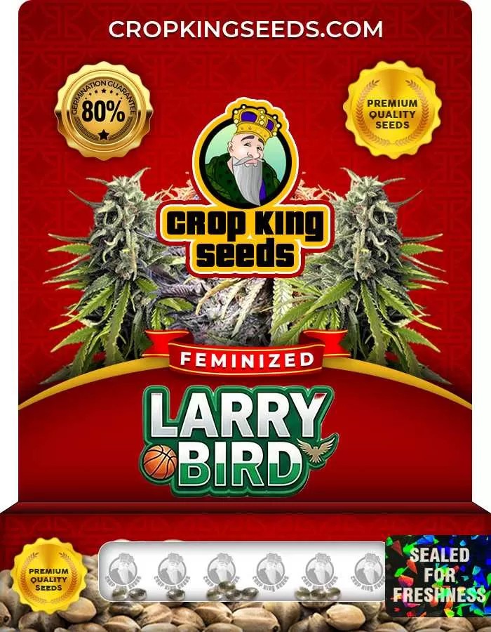 Larry Bird Strain Feminized Marijuana Seeds