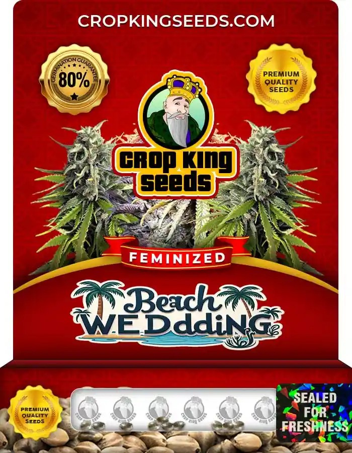 Beach Wedding Strain Feminized Marijuana Seeds