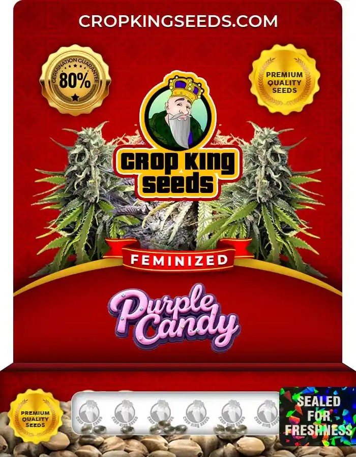 Purple Candy Strain Feminized Marijuana Seeds