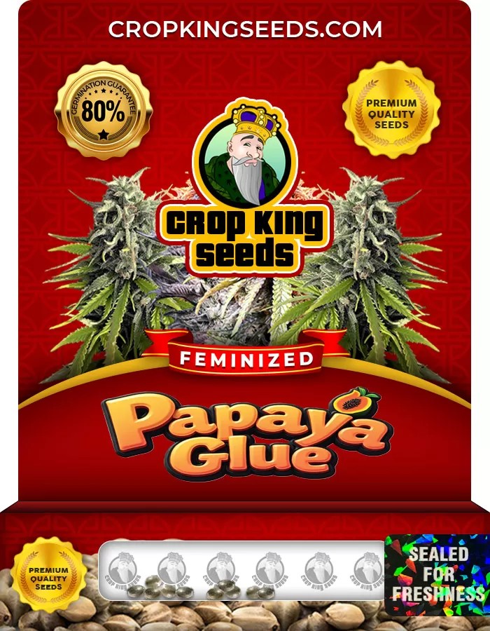 Papaya Glue Feminized Marijuana Seeds
