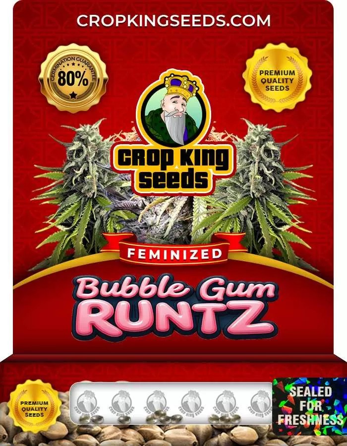 Bubble Gum Runtz Strain Feminized Marijuana Seeds