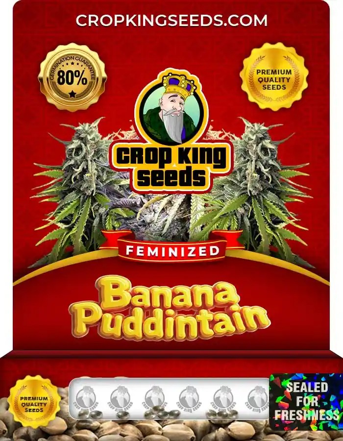 Banana Puddintain Strain Feminized Marijuana Seeds