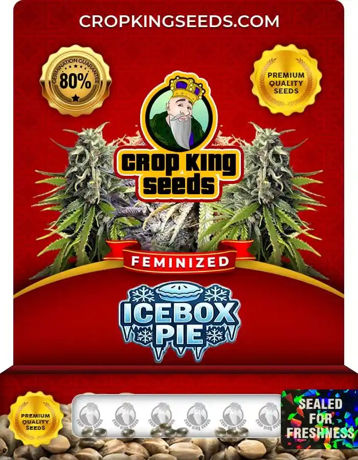 IceBox Pie Feminized Seeds