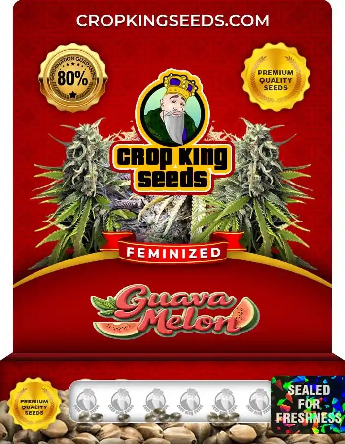 Guava Melon Feminized Seeds