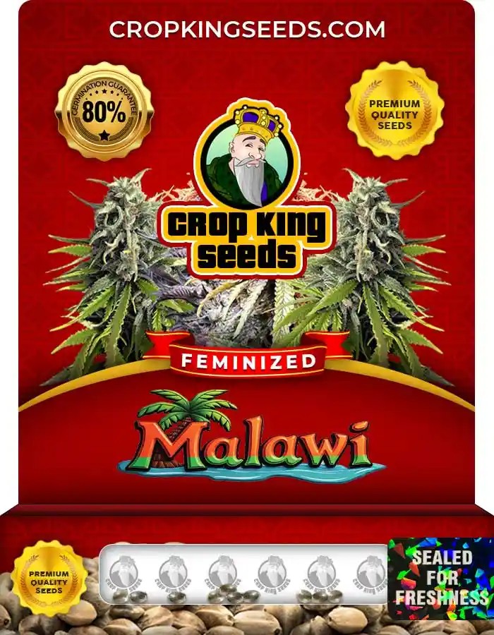 Malawi Feminized Seeds
