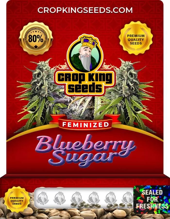 Blueberry Sugar Feminized Seeds