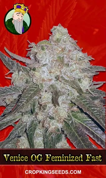 Venice OG Strain Feminized Fast Version Marijuana Seeds