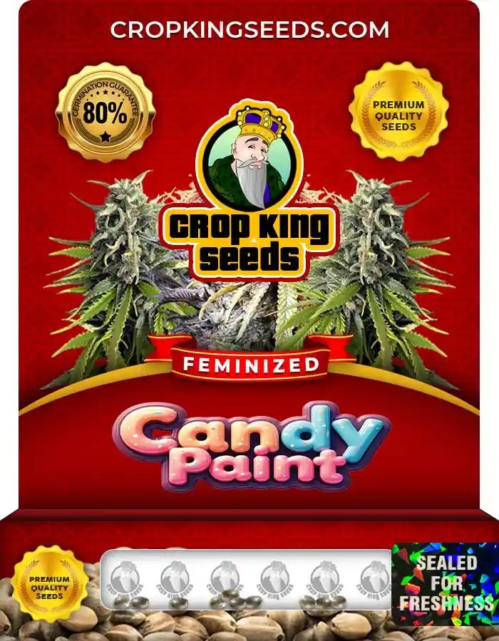 Candy Paint Strain Feminized Marijuana Seeds
